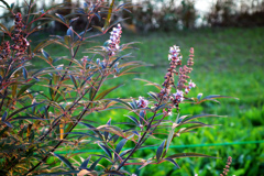 公園の花２