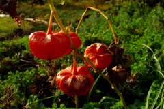 こんなところに