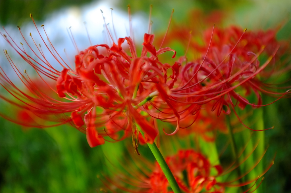 秋分の花