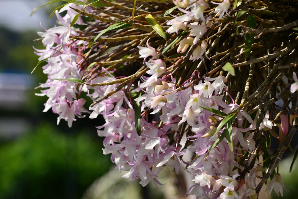 何も知らせずに出番です。