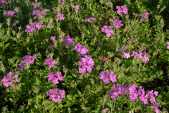 咲いた咲いた２