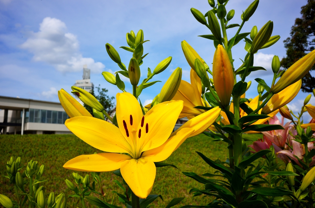 町の花壇