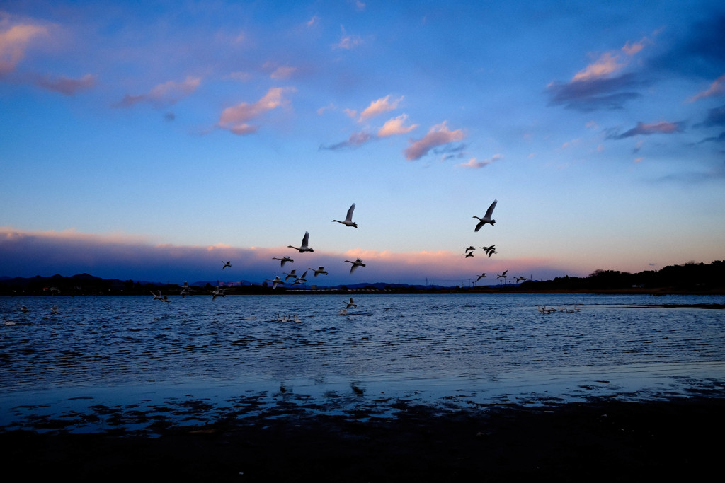 夕暮れのご帰宅