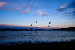 夕暮れのご帰宅