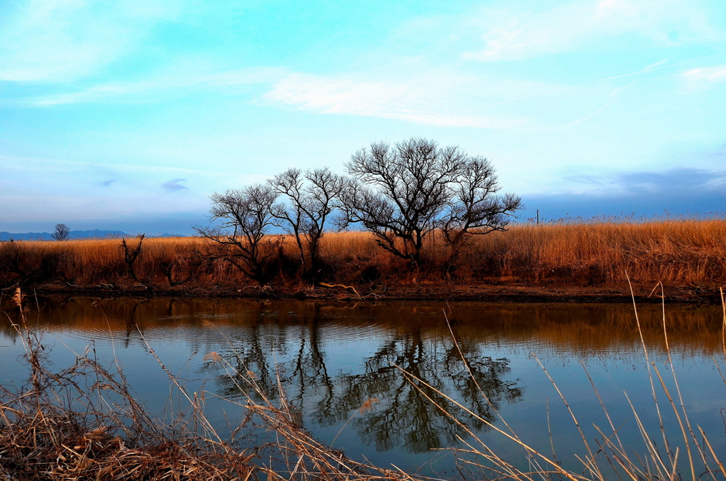 春前の湧水原野