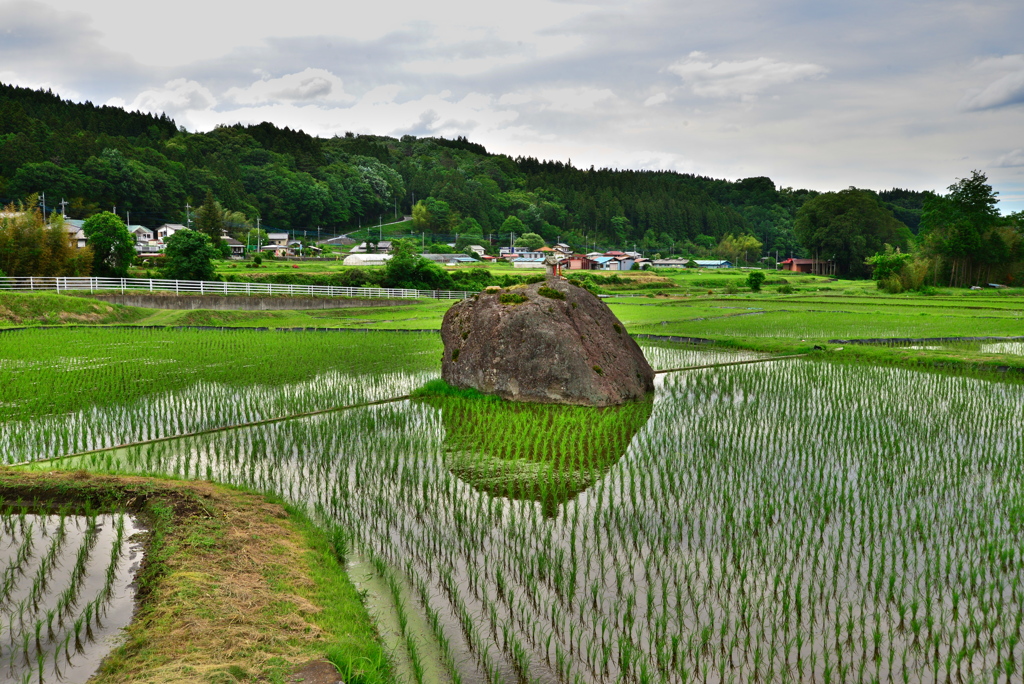 稲田の巨石