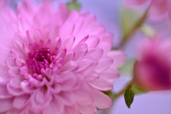 菊生け花３