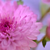 菊生け花３