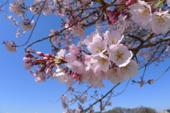 桜桜桜
