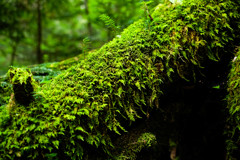 自然に宿る生命