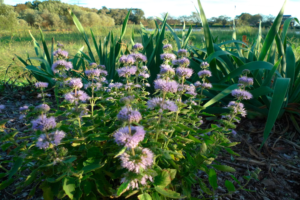 台風19号後咲く２