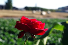 赤いバラ