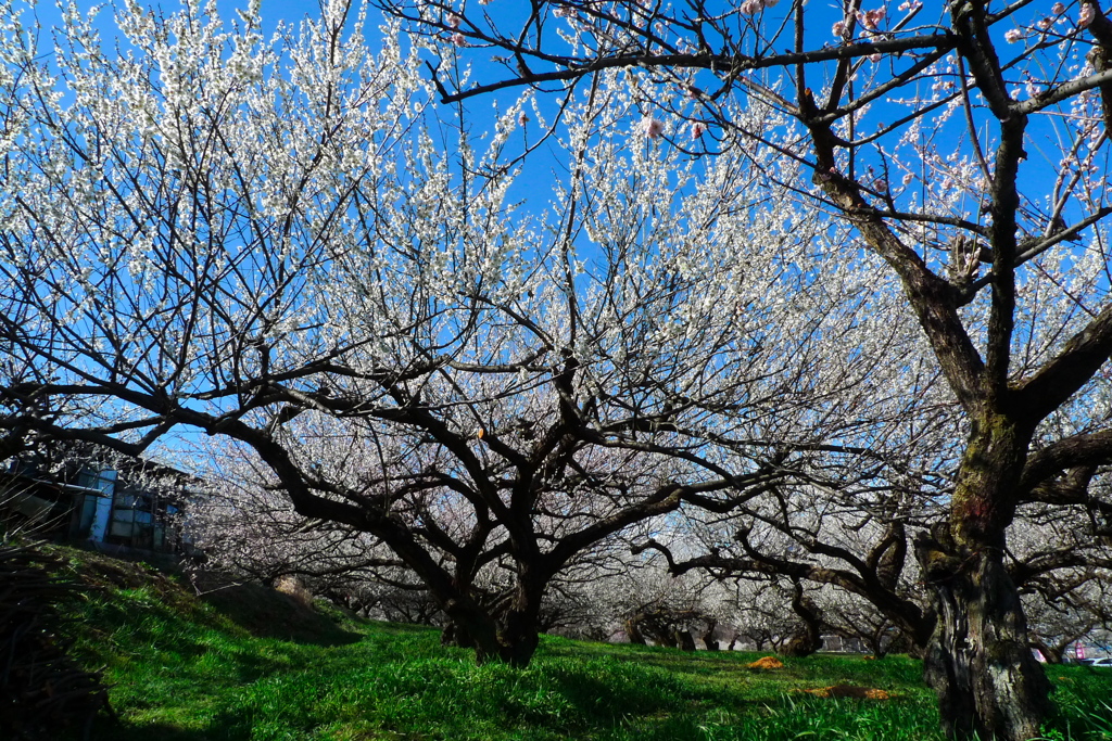 榛名の梅