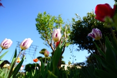 チューリップ４