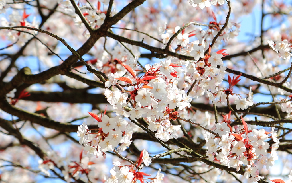 さくら咲く