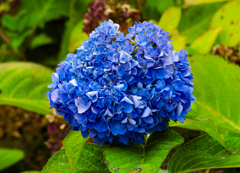 あじさいの花