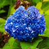 あじさいの花