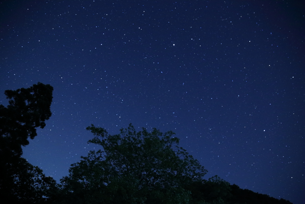 ゲンジボタルを撮りながら