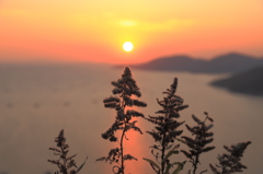 夕日を見つめる姿