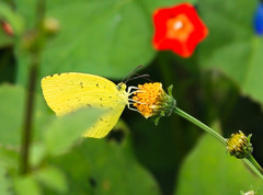 この花とまれ