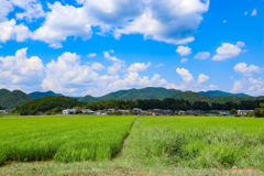 夏景色①
