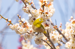 春を背中に