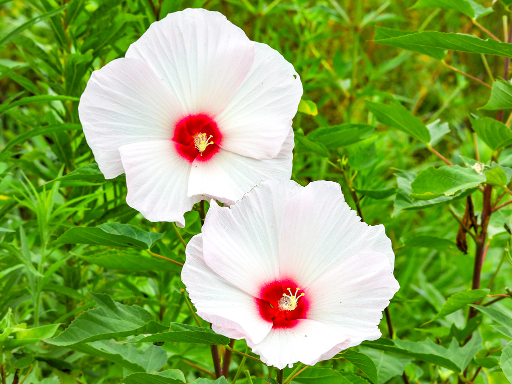 ムクゲの花