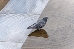 波紋と鳩