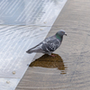 波紋と鳩
