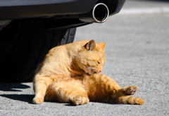 猫のしぐさ