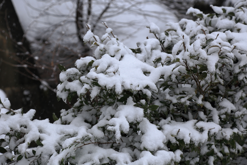 雪も一休み