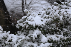 雪も一休み