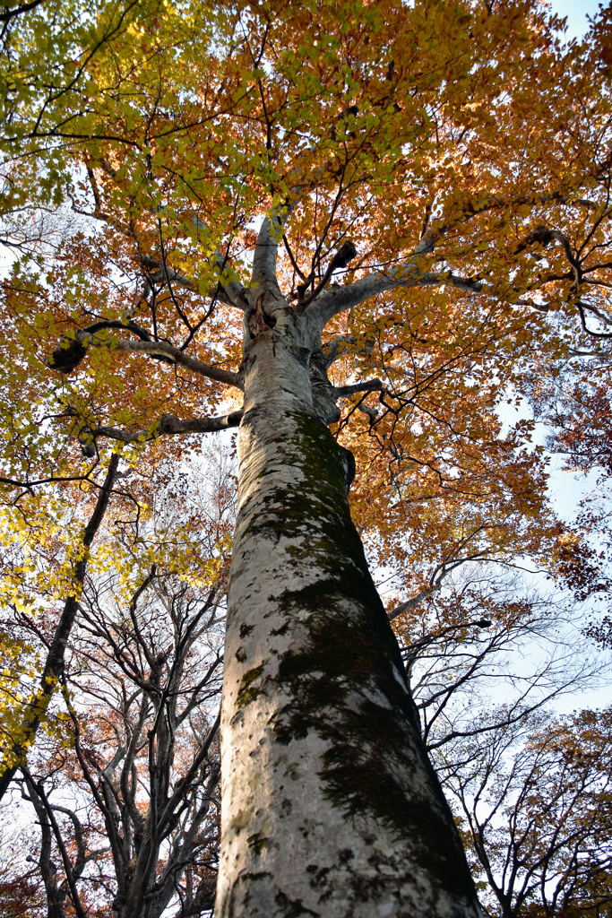 鳥取大山の紅葉