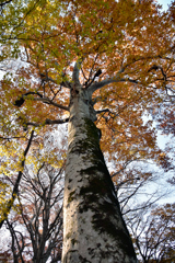 鳥取大山の紅葉