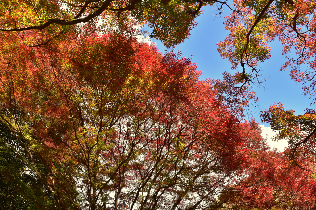 DSC_0409[1]