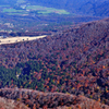大山紅葉