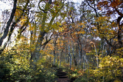 鳥取大山の紅葉