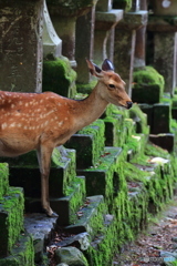 鹿でした