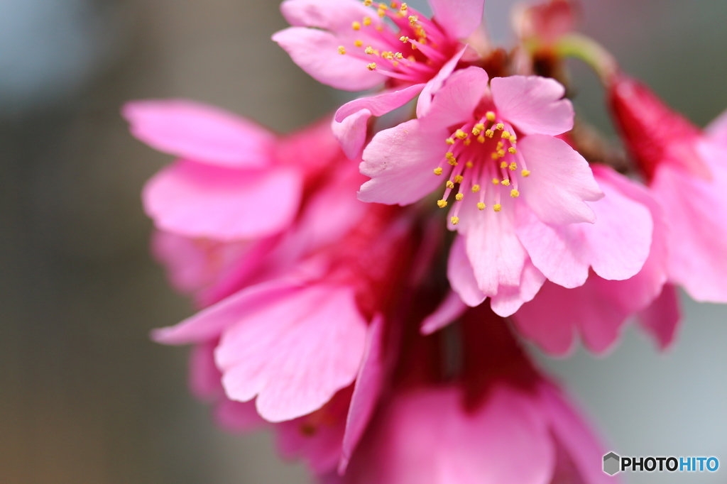 寒緋桜