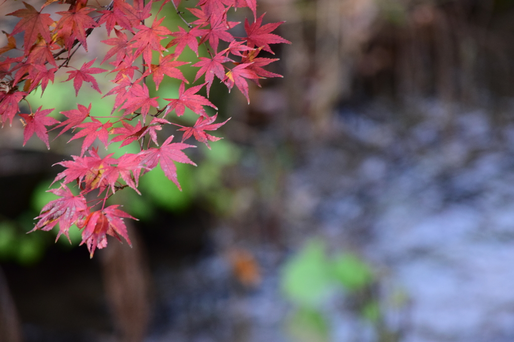 紅葉