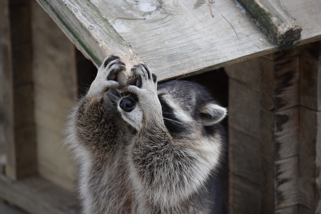Hello!!あらいぐま