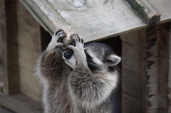 Hello!!あらいぐま