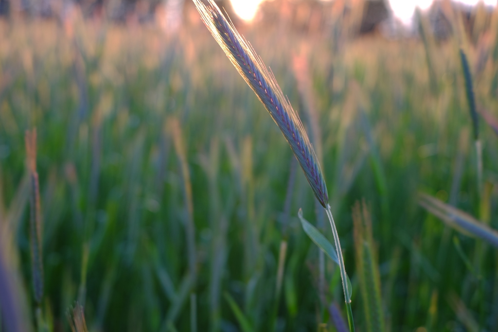 夕方の穂