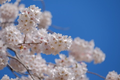 牧場の春