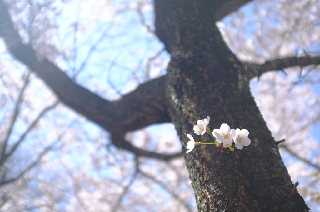 胴吹き桜