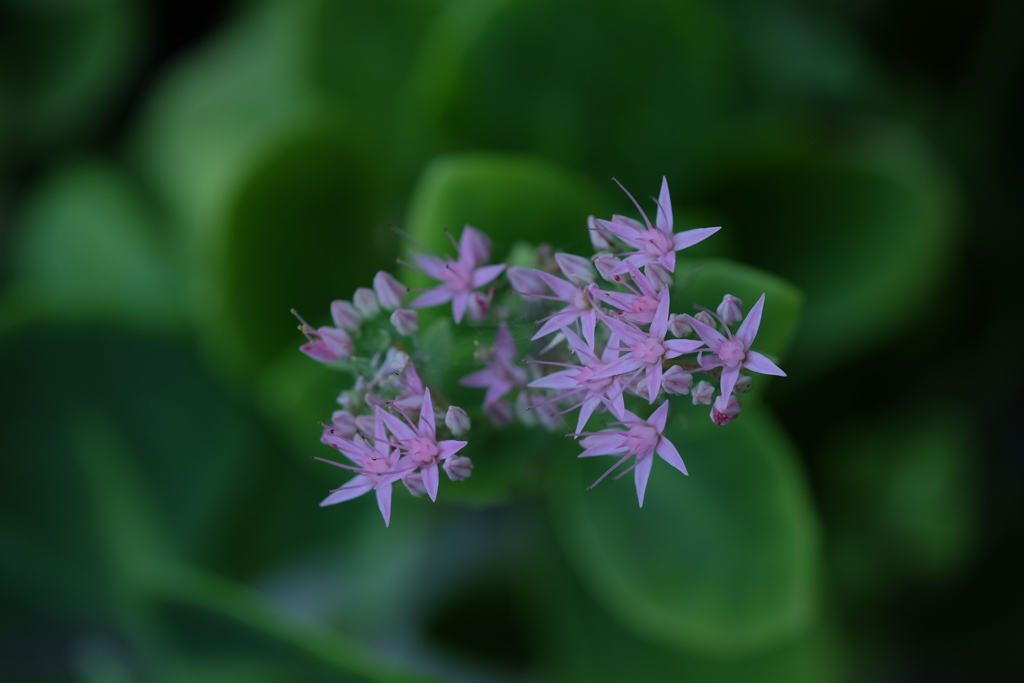 庭の草花