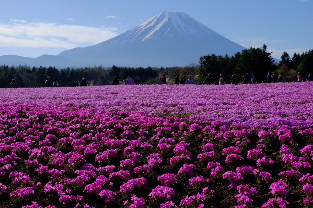 富士芝桜まつりにて