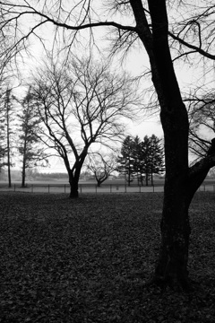 in monochrome