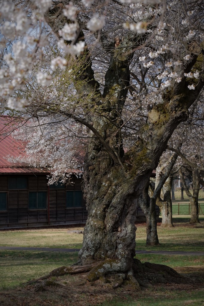 桜の木