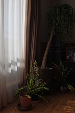 休日の窓辺
